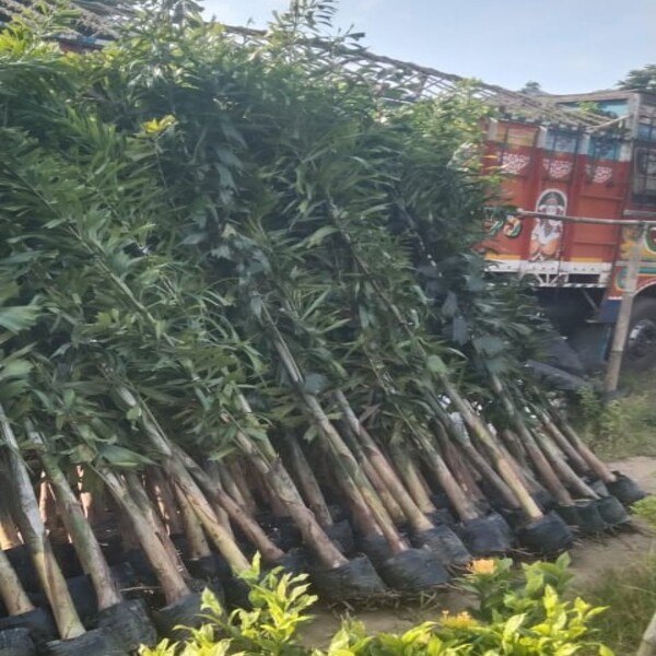 Foxtail Palm (7 Feet)